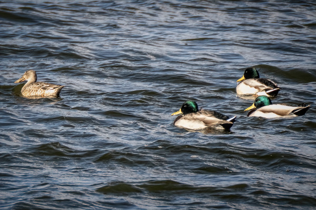 Canard souchet - ML644778696