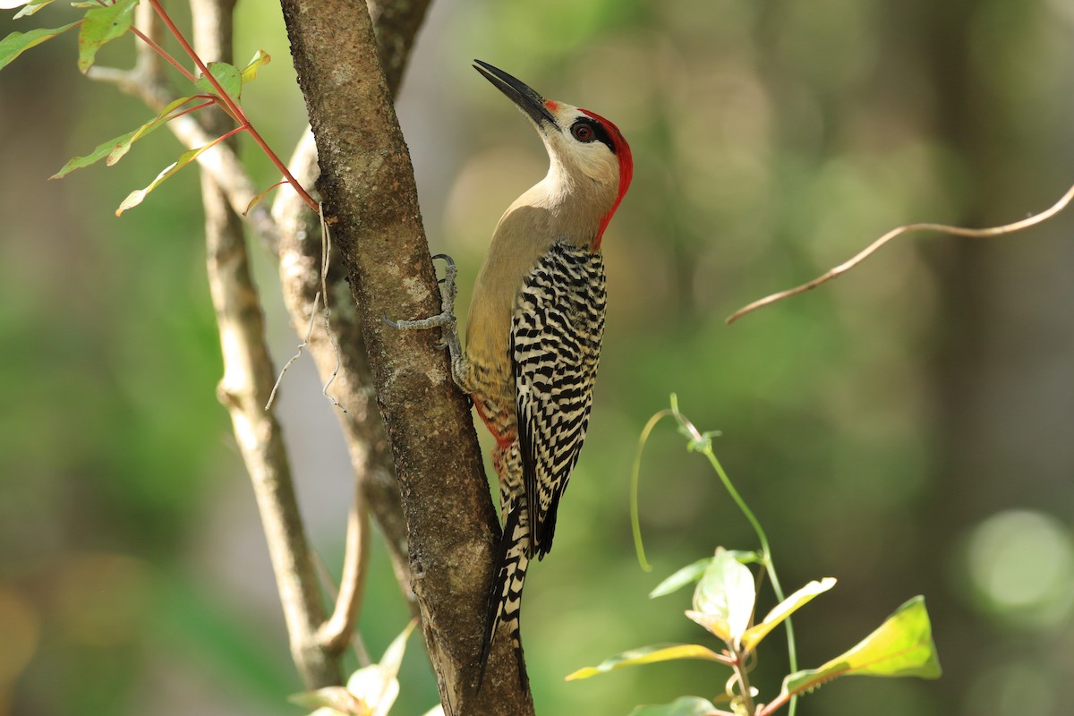 Pic à sourcils noirs - ML644778698