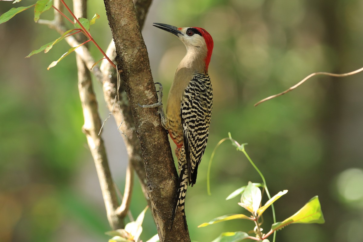Pic à sourcils noirs - ML644778699