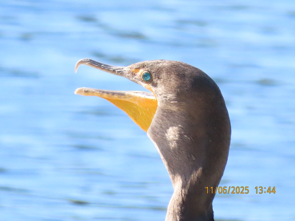 Cormoran à aigrettes - ML644778700
