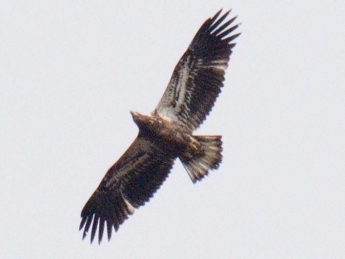 Pygargue à tête blanche - ML644778701