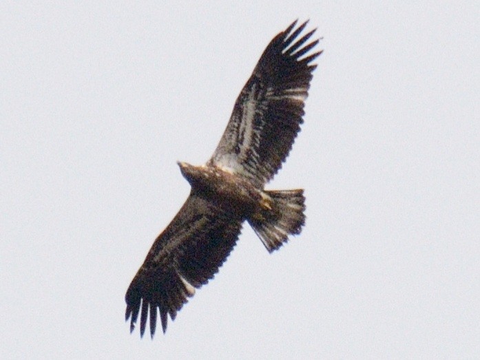 Pygargue à tête blanche - ML644778702