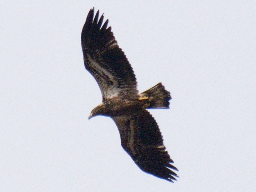 Pygargue à tête blanche - ML644778703