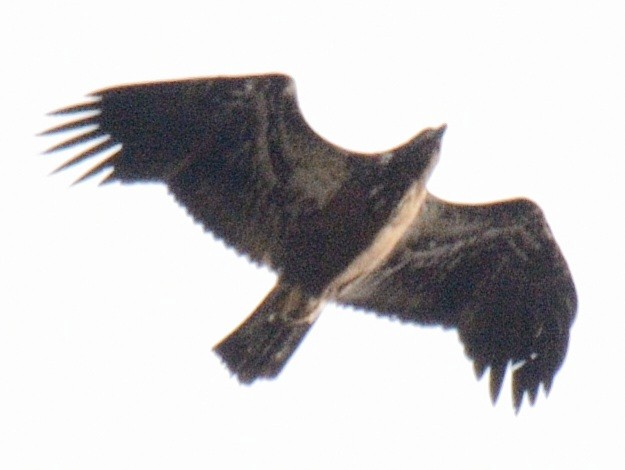 Pygargue à tête blanche - ML644778704