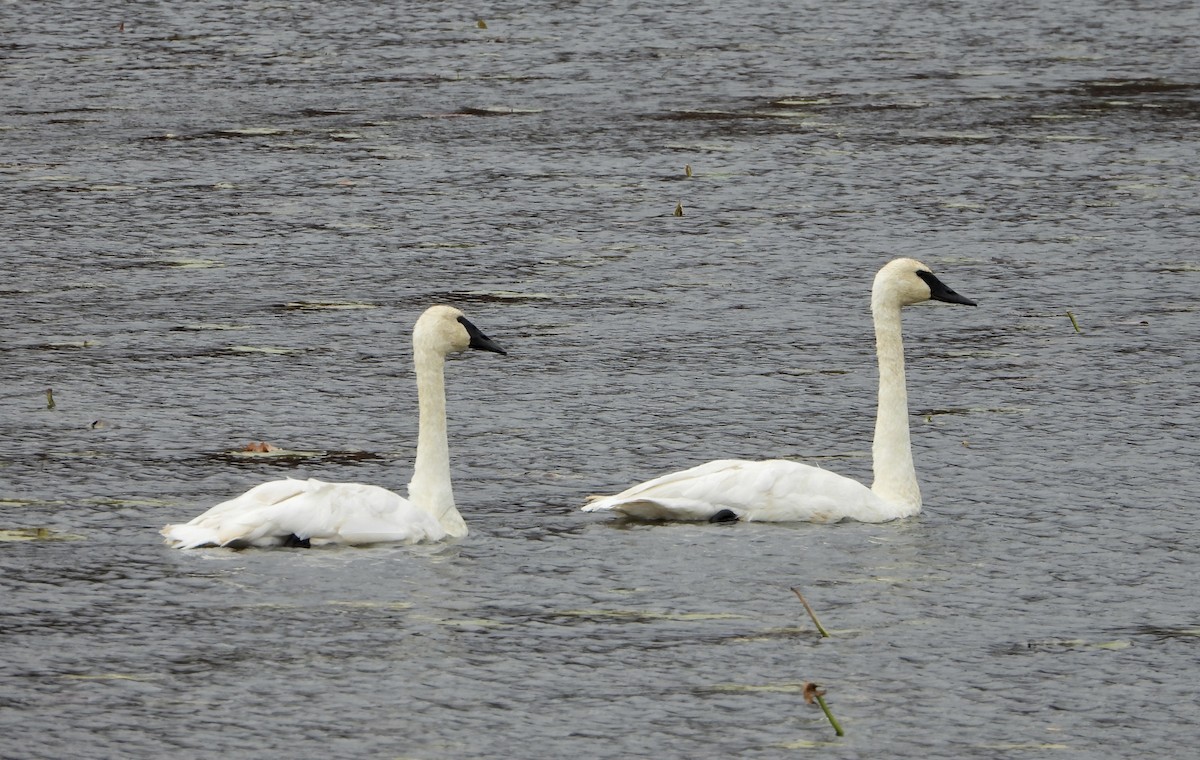 Cygne trompette - ML644778706