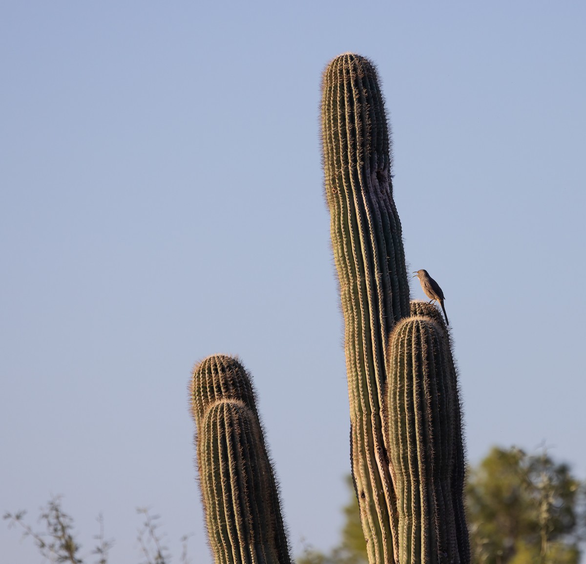 Moqueur à bec courbe - ML644778709