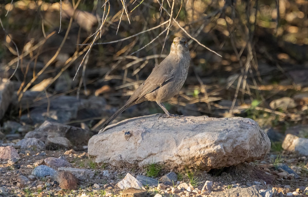 Moqueur à bec courbe - ML644778710