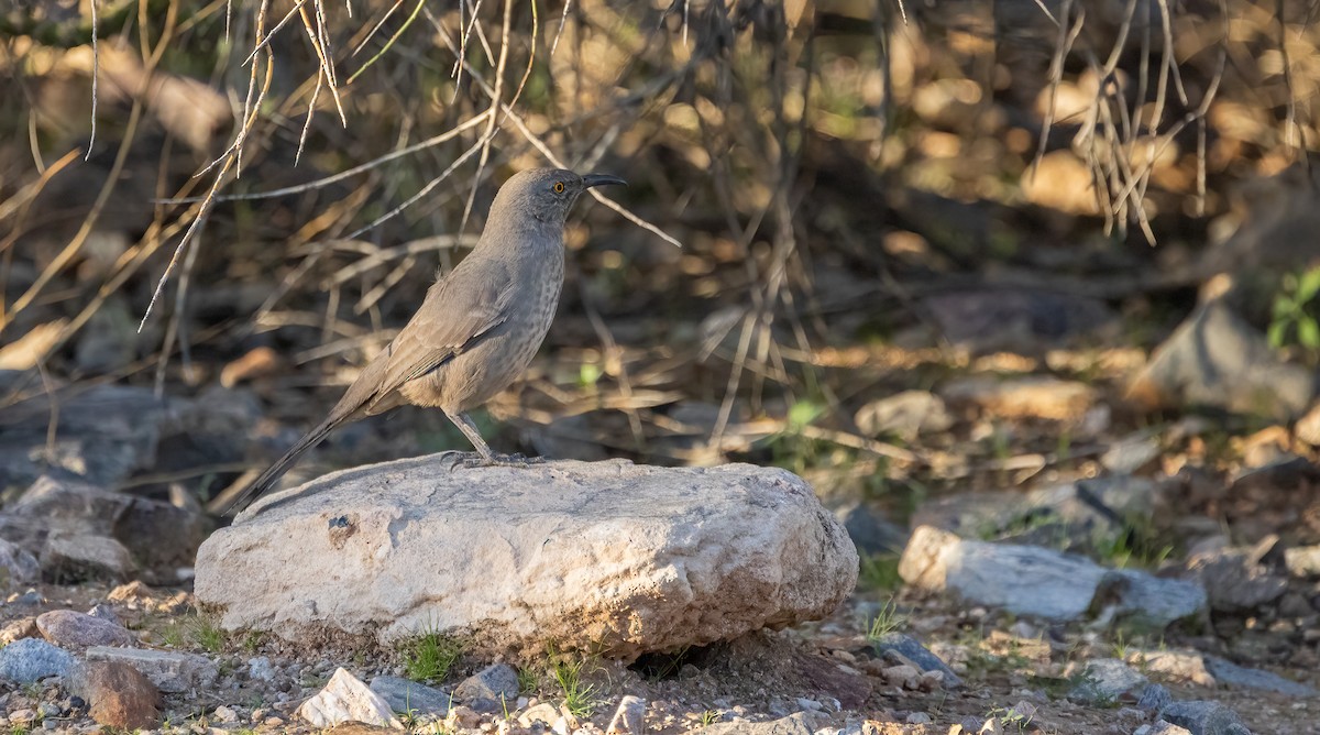 Moqueur à bec courbe - ML644778711