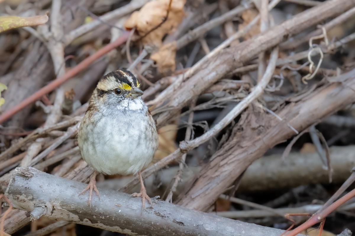 Bruant à gorge blanche - ML644778713