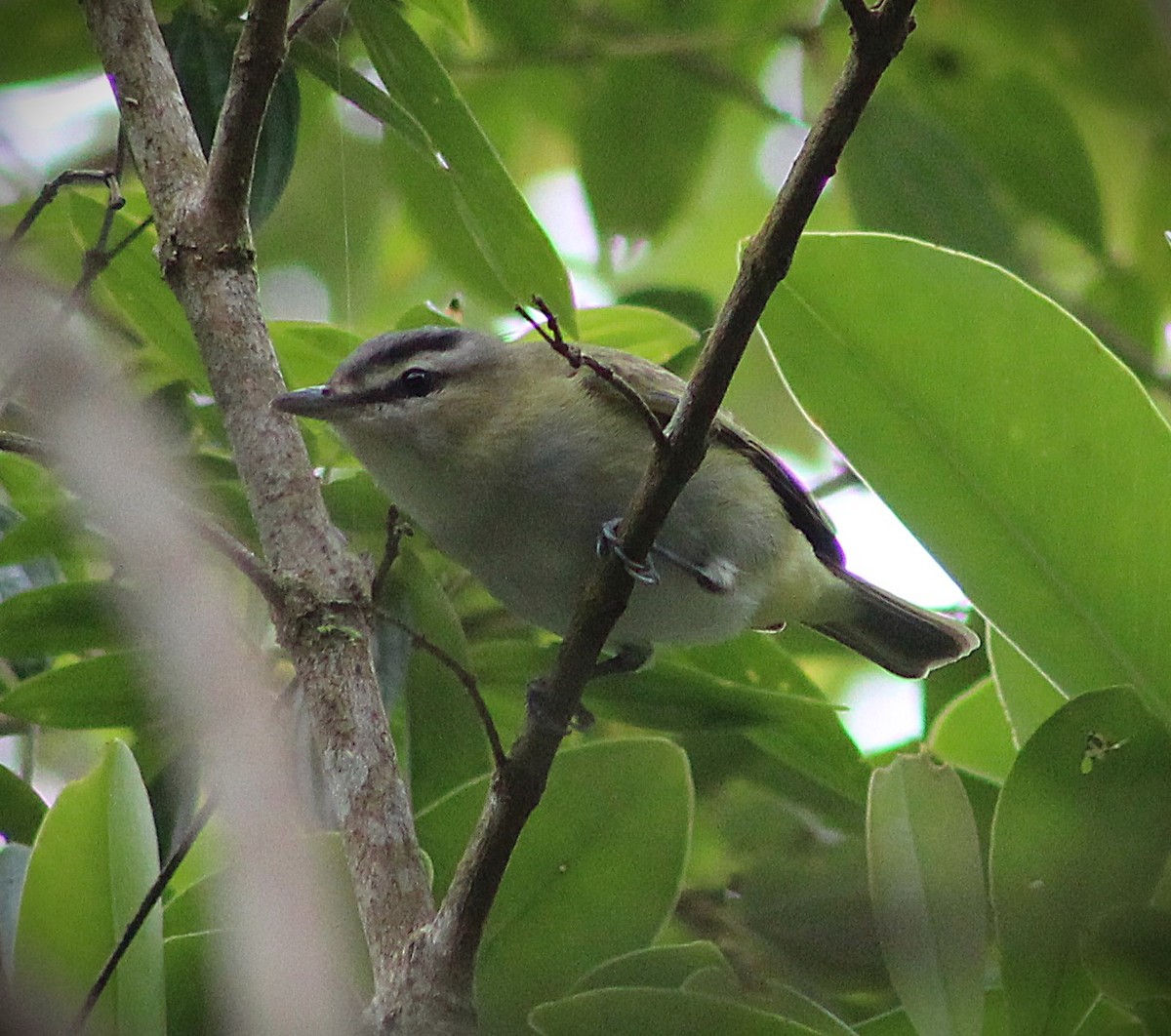 Viréo chivi - ML644778714