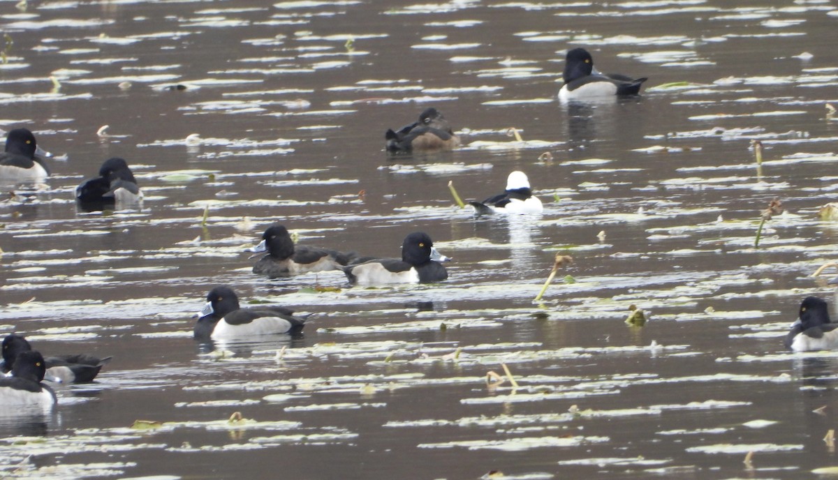 Fuligule à collier - ML644778715