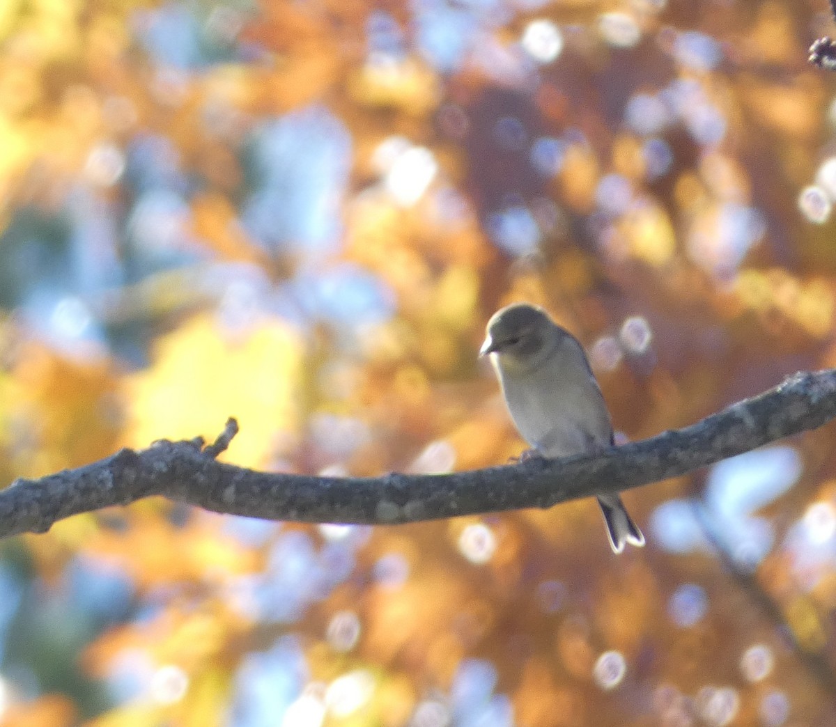 オウゴンヒワ - ML644778716