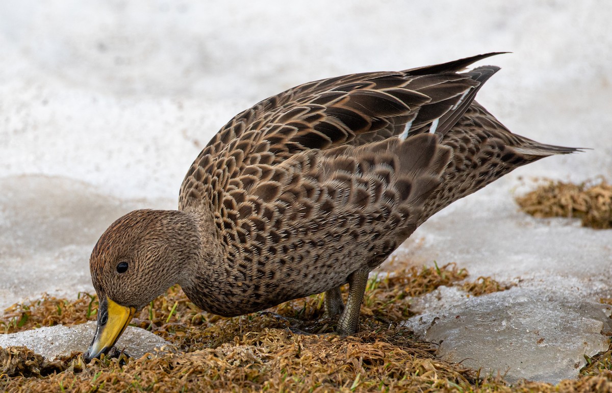 Шилохвіст жовтодзьобий (підвид georgica) - ML644778717