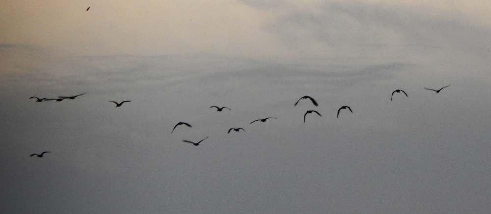 Bare-faced Ibis - ML644778719