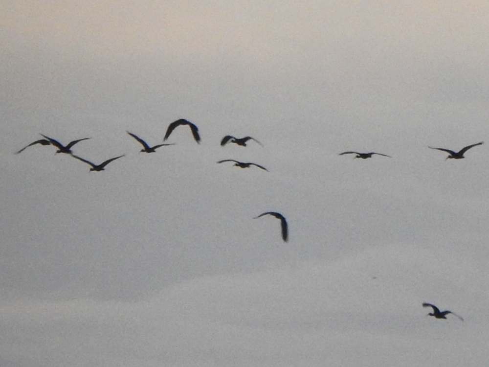 Bare-faced Ibis - ML644778720