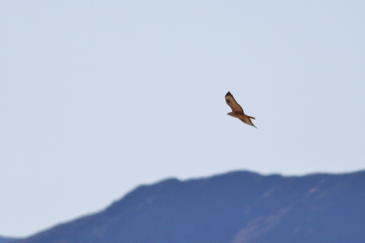 Long-legged Buzzard - ML644778732