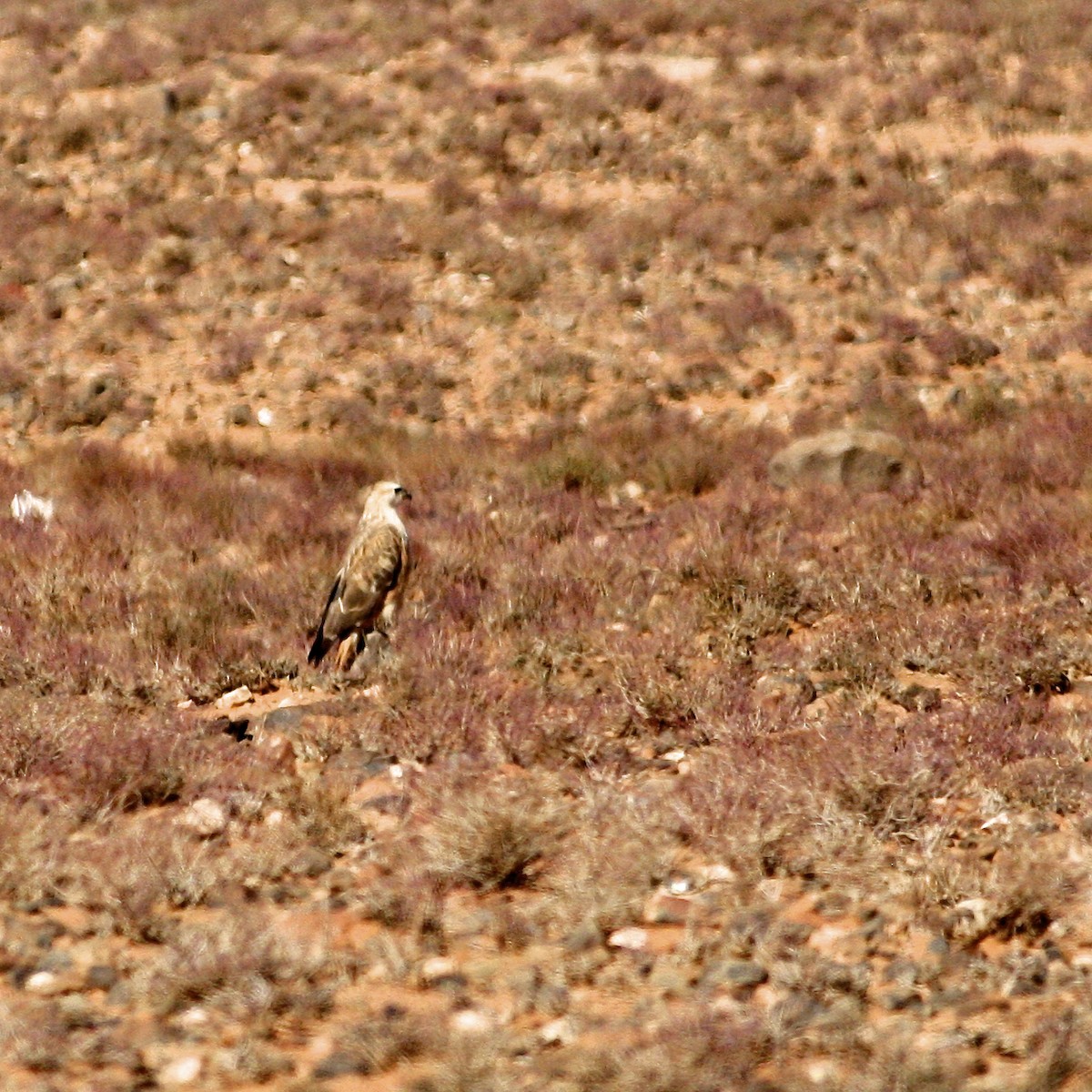 Long-legged Buzzard - ML644778733