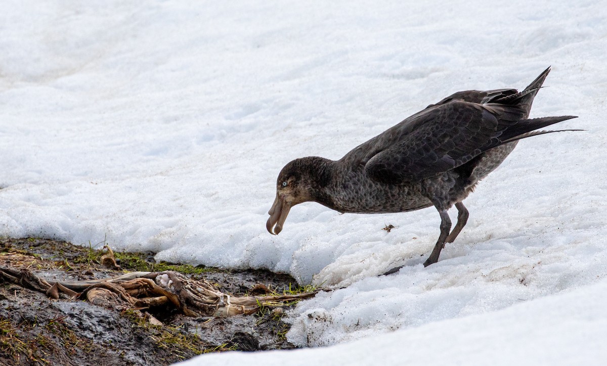 Northern Giant-Petrel - ML644778735
