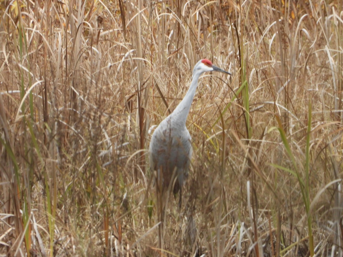 Sandhill Crane - ML644778748