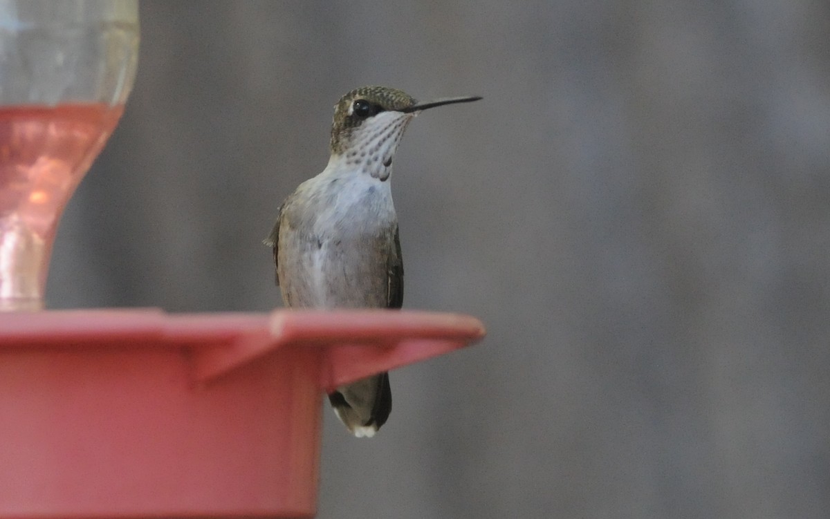 Ruby-throated Hummingbird - ML644778751