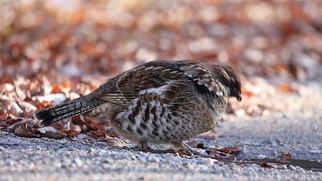 Ruffed Grouse - ML644778762