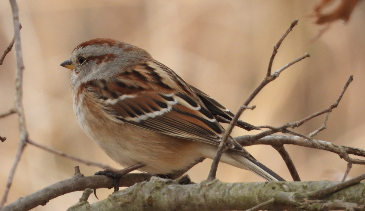 American Tree Sparrow - ML644778764