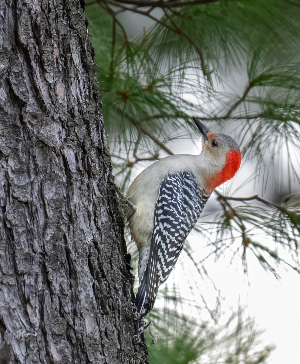 Carpintero de Carolina - ML644778768