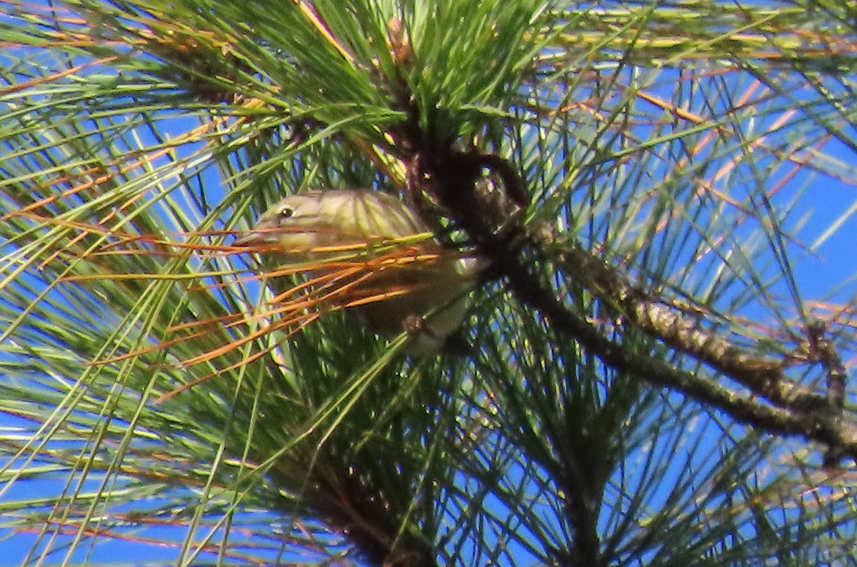 Pine Warbler - ML644778773