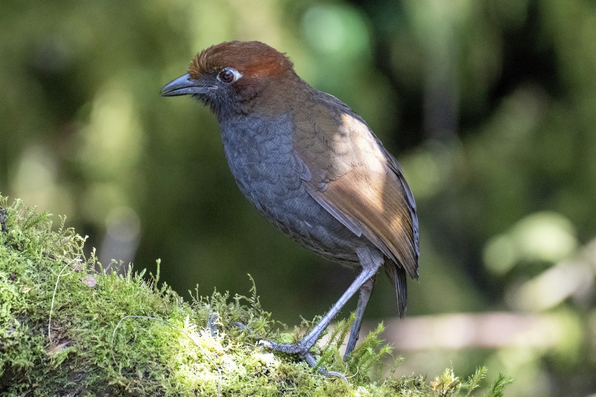 rustnakkemaurpitta - ML644778774