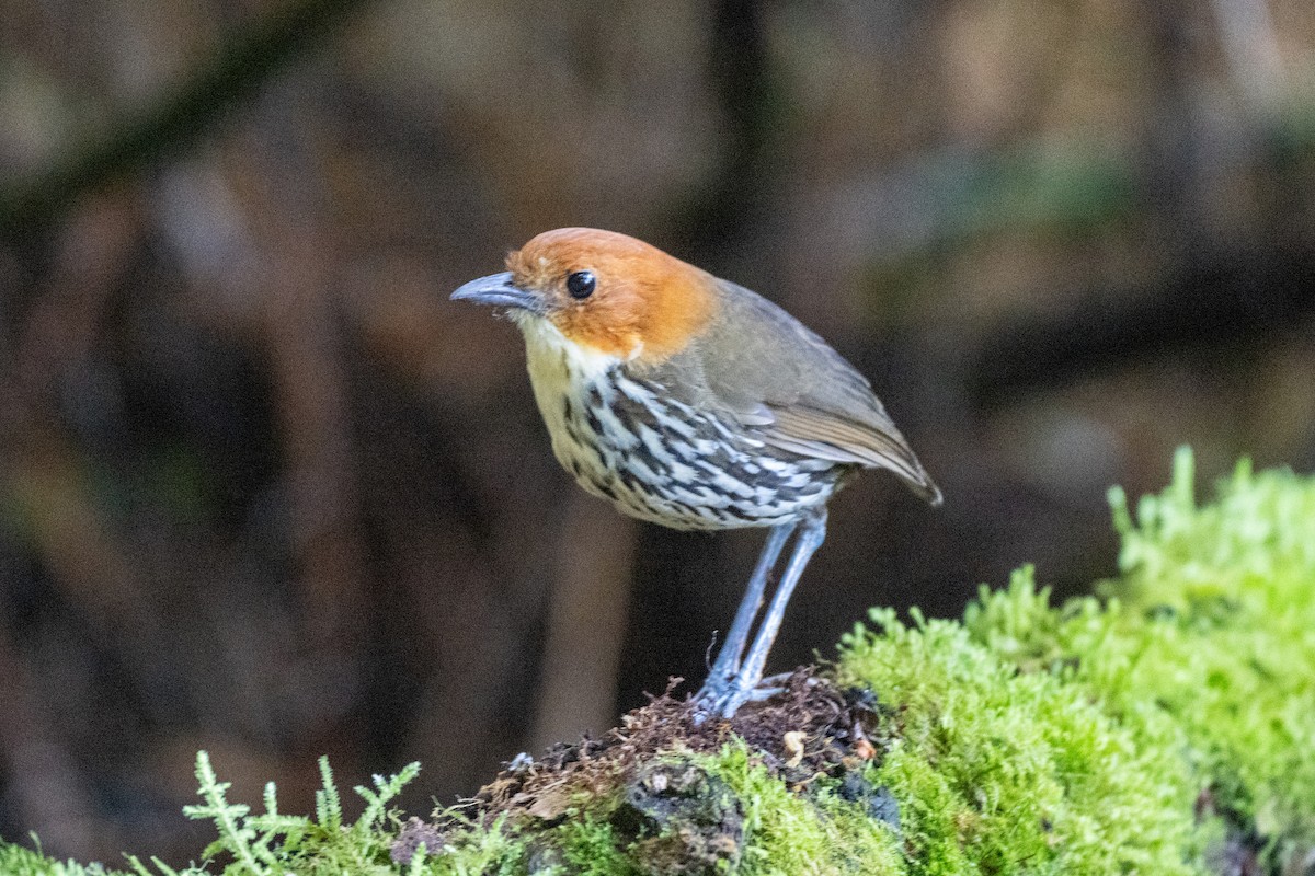 brunhodemaurpitta - ML644778779