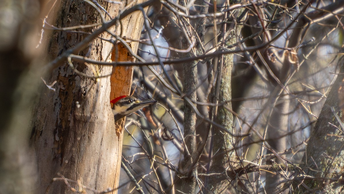 Жовна північна - ML644778780