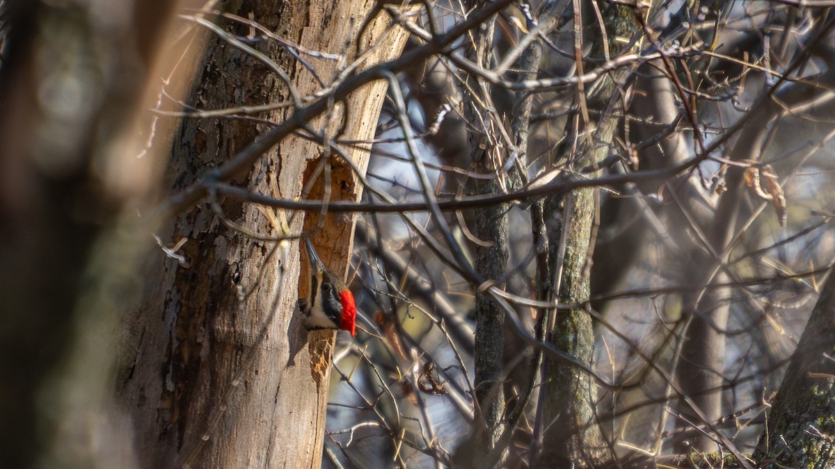 Жовна північна - ML644778781