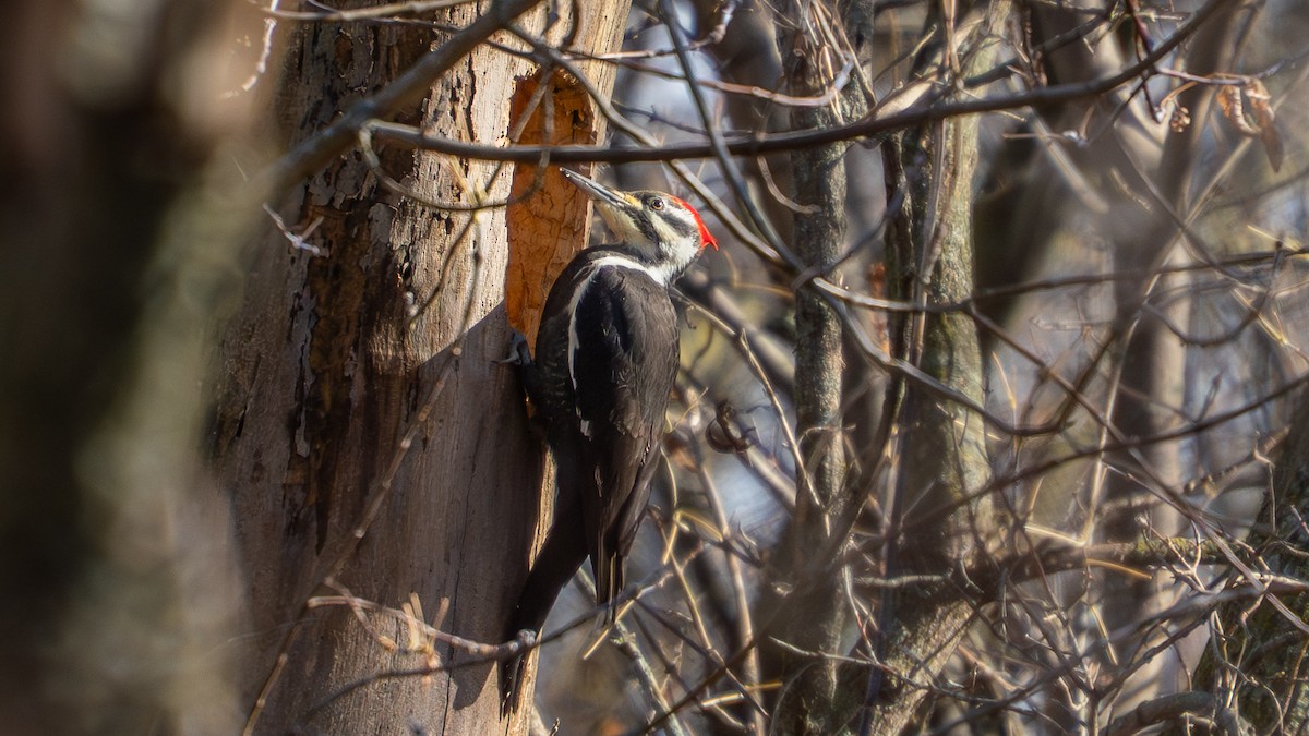Жовна північна - ML644778782