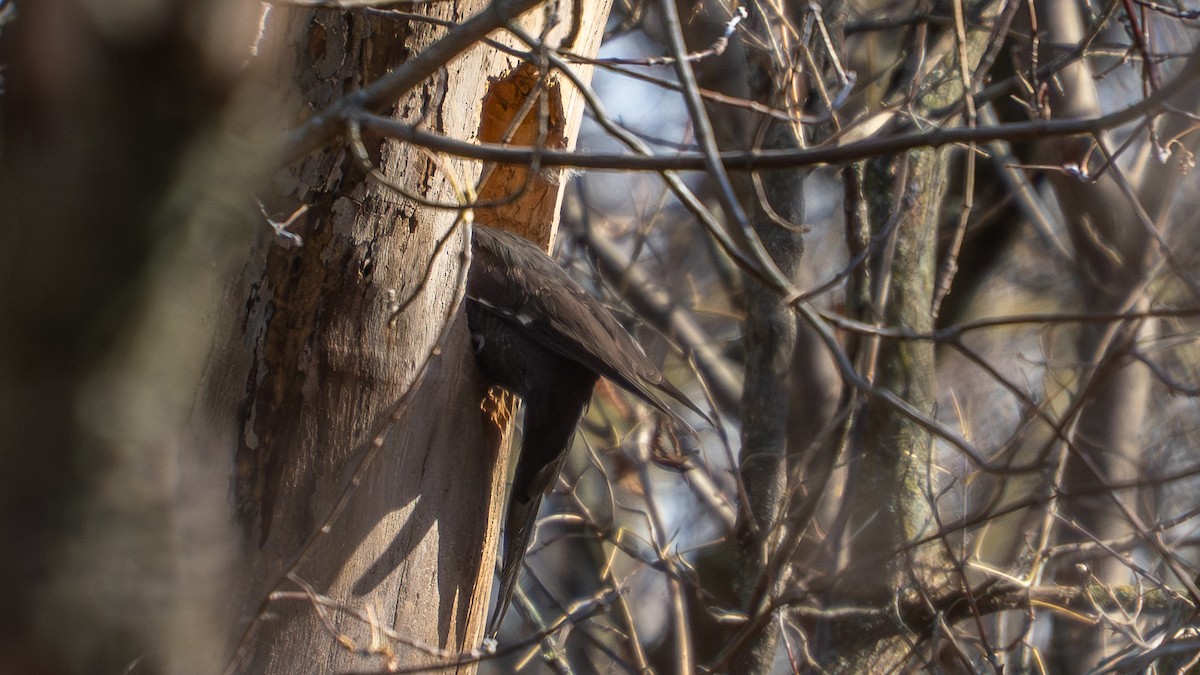 Жовна північна - ML644778783