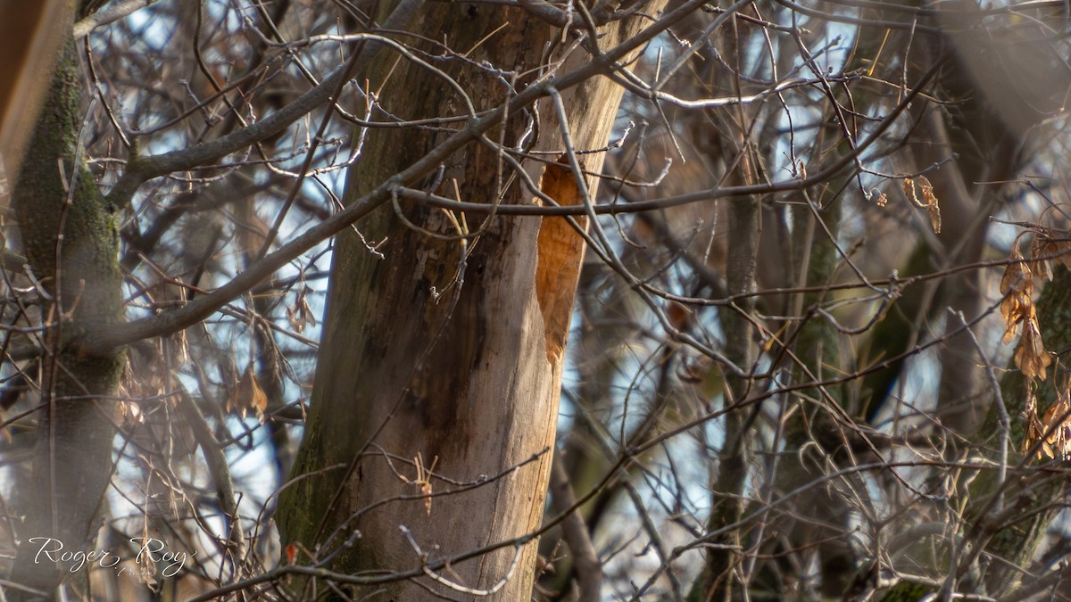 Жовна північна - ML644778785