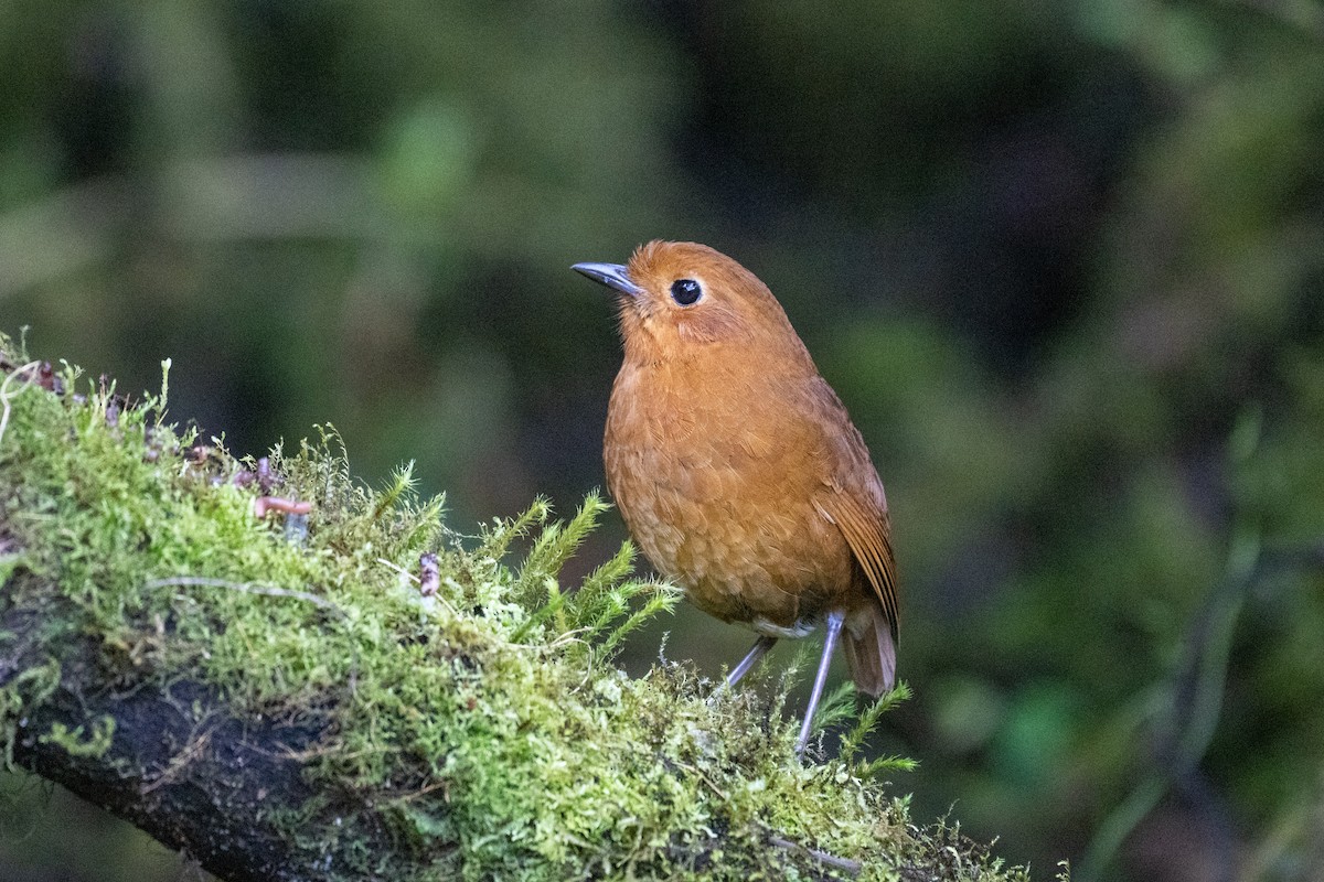 ekvatorialmaurpitta - ML644778787