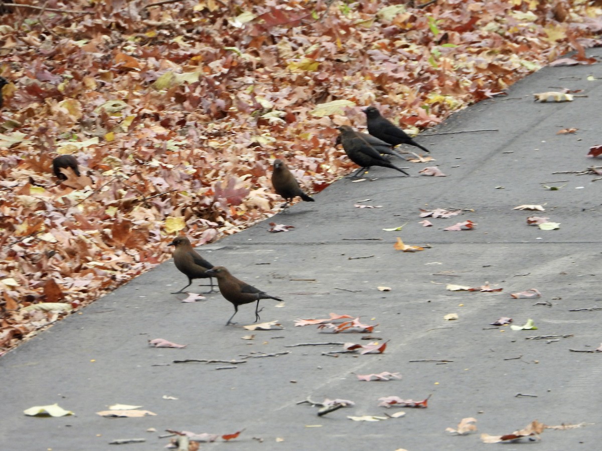 Rusty Blackbird - ML644778790