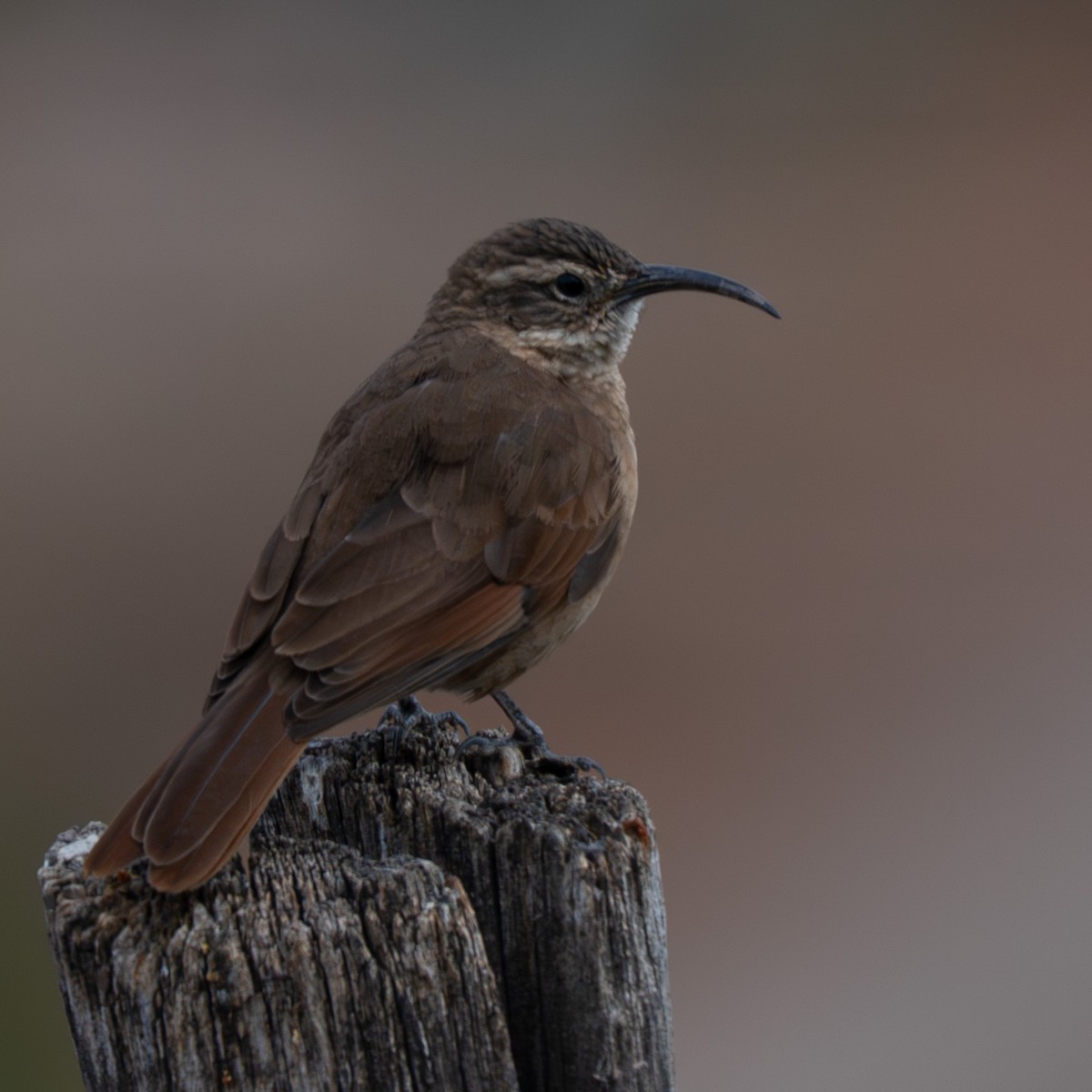White-throated Earthcreeper - ML644778791