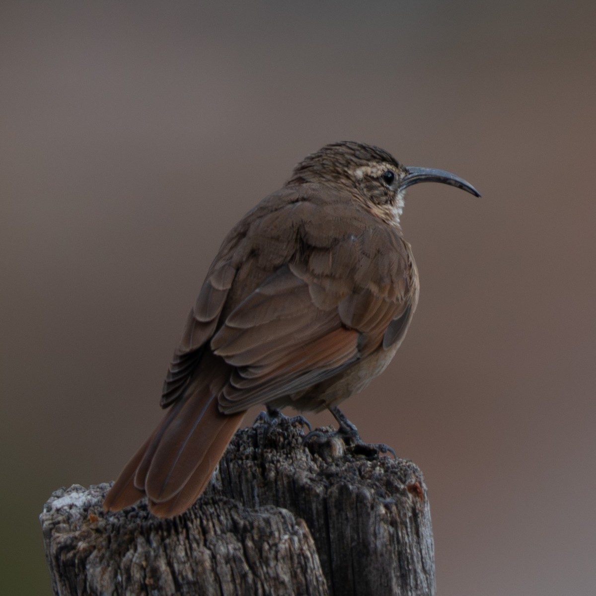 White-throated Earthcreeper - ML644778792