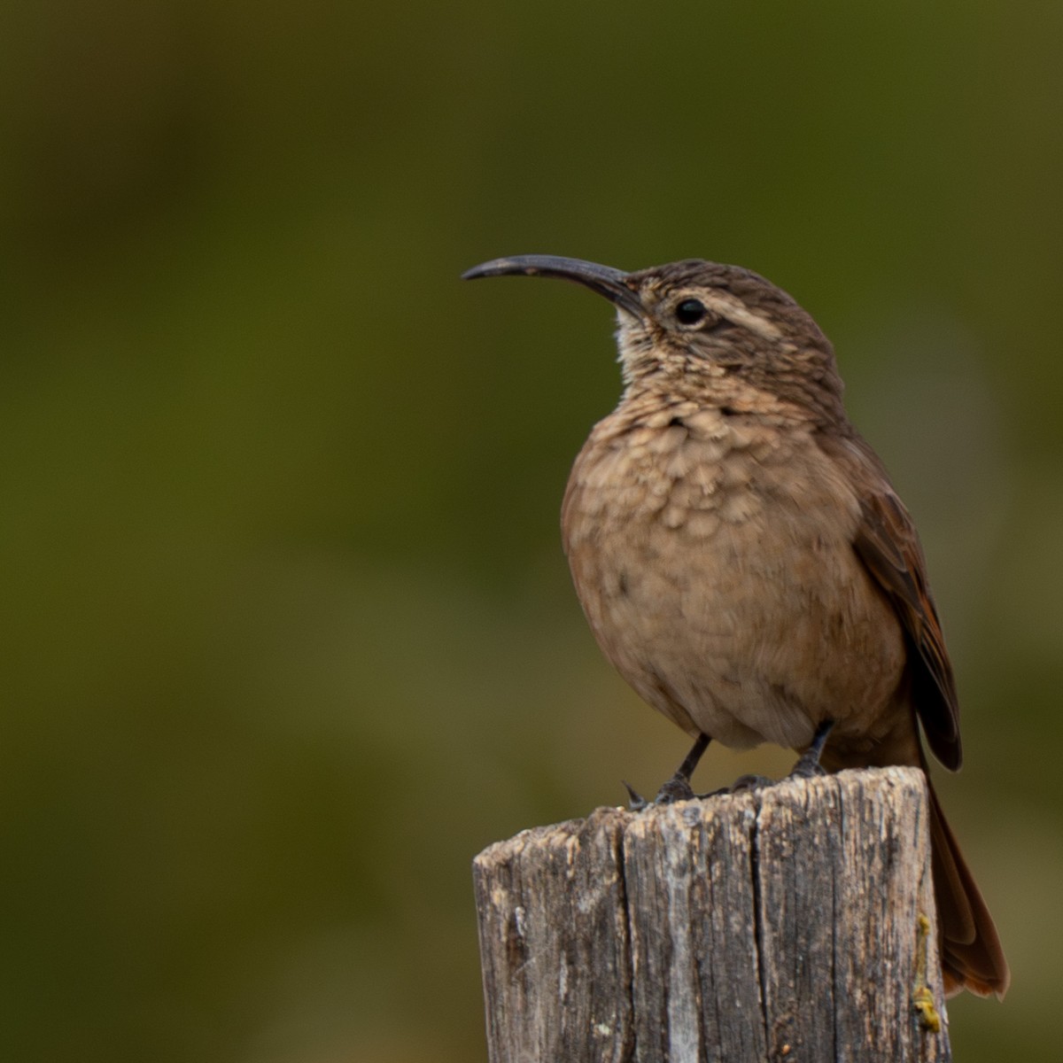 White-throated Earthcreeper - ML644778793