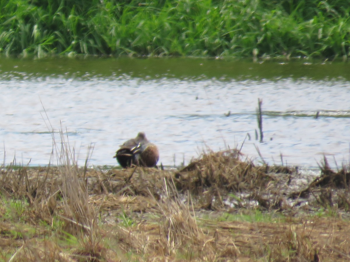 ミカヅキハシビロガモ - ML644778797