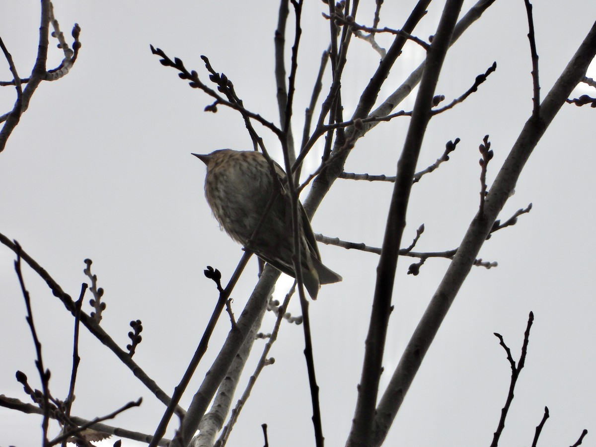 Tarin des pins - ML644778798