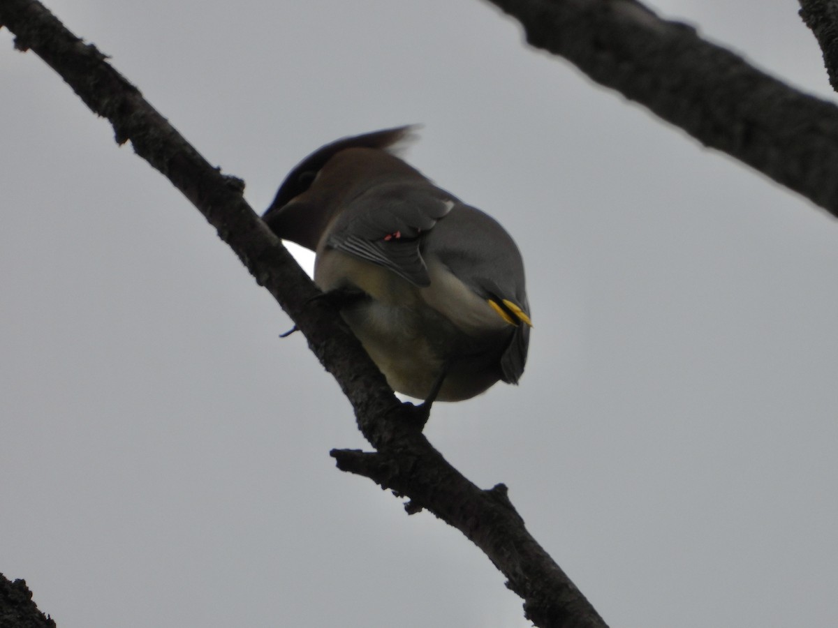 Cedar Waxwing - ML644778801