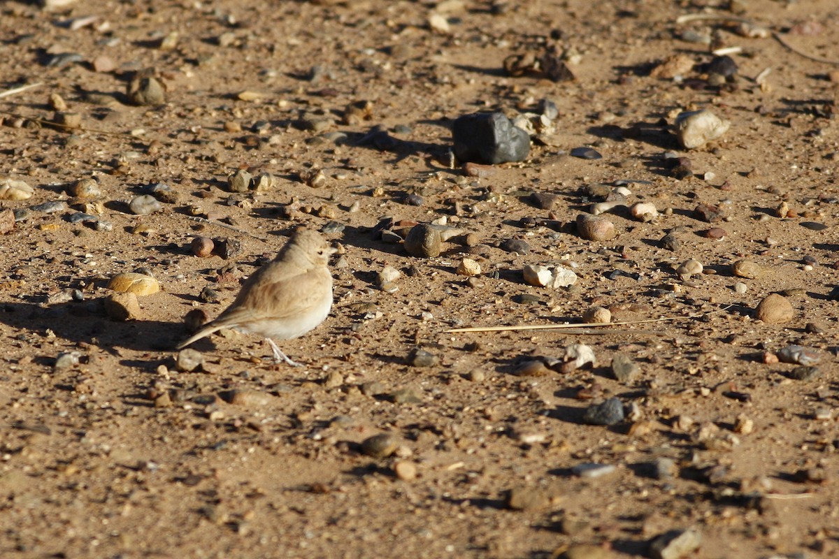 Bar-tailed Lark - ML644778802