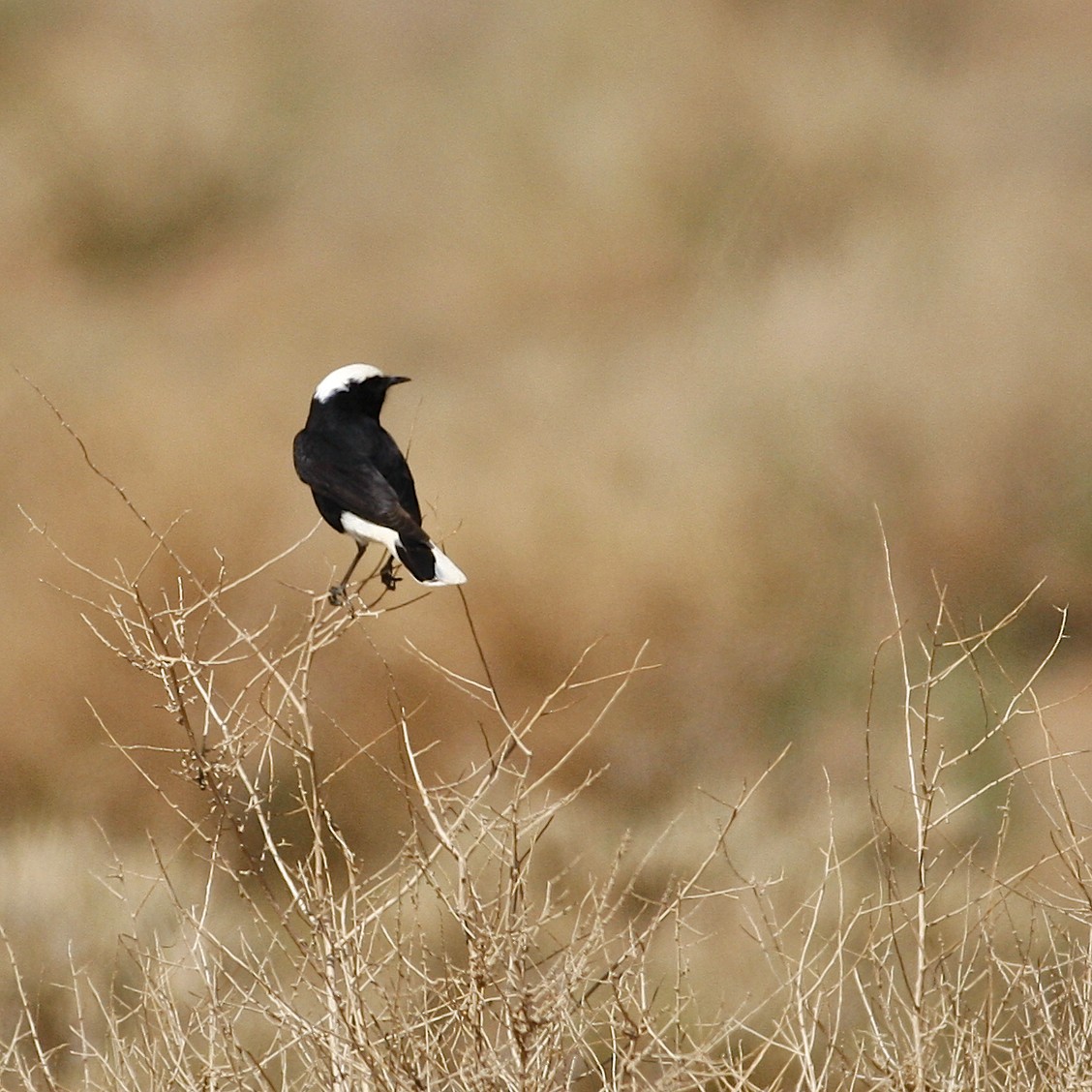 White-crowned Wheatear - ML644778816
