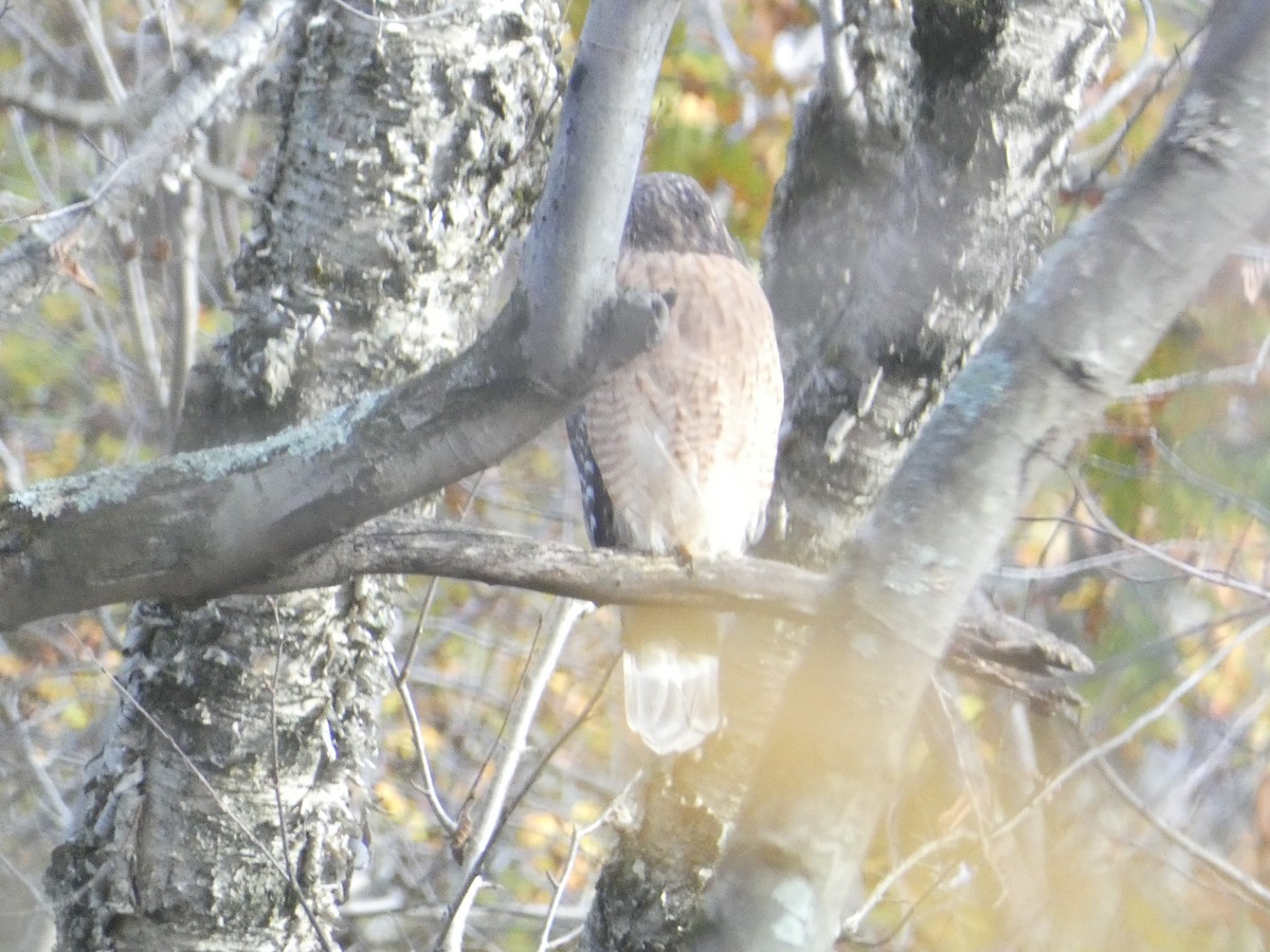 Red-shouldered Hawk - ML644778818