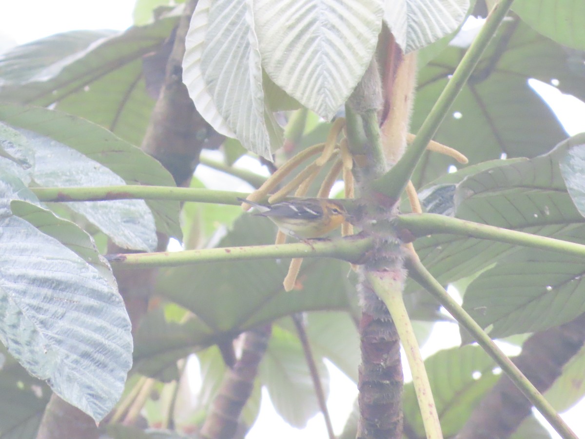 Blackburnian Warbler - ML644778819