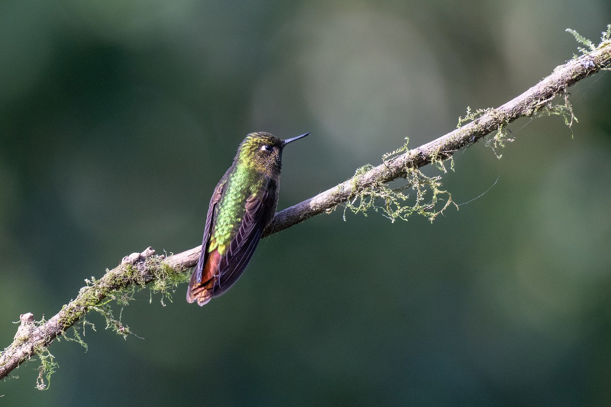 andesmetallstjert - ML644778827