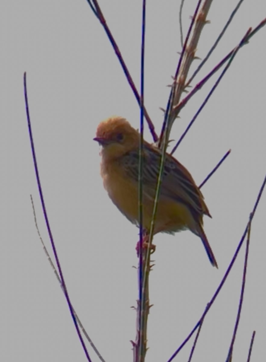 Golden-headed Cisticola - ML644778828