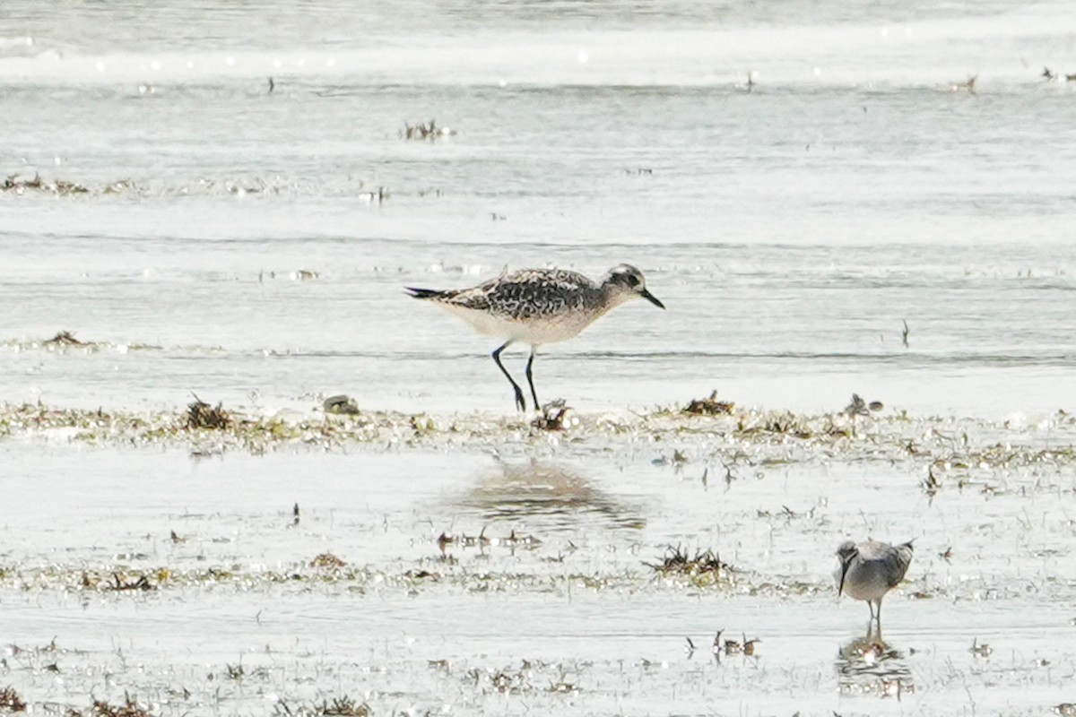 Black-bellied Plover - ML644778835
